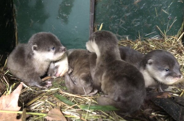 Babygeluk in ZooParc Overloon