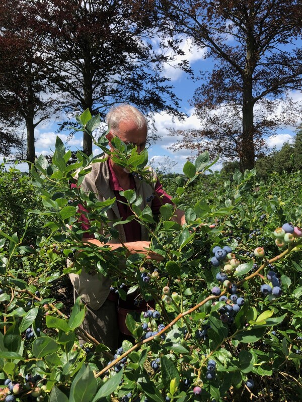 Zelf blauwe bessen plukken