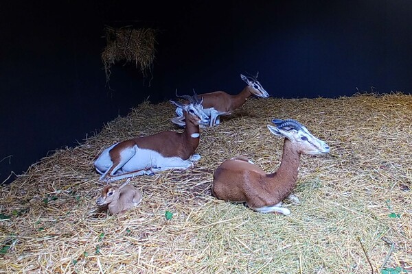 ZooParc viert geboorte mhorrgazelles, kuifhoenderkoet en hamerkopjongen