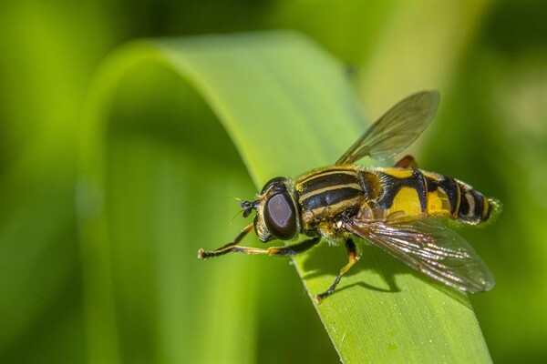 Slimme camera's voor biodiversiteit!