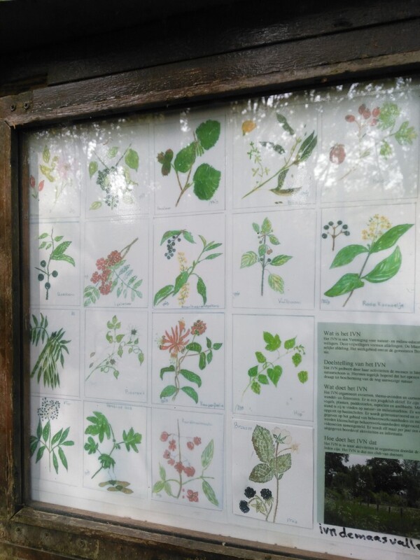 Natuurwandeling voor de jeugd in Unecso Maasheggen Vortum