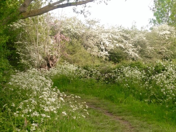 Natuurwandeling voor de jeugd in Unecso Maasheggen Vortum