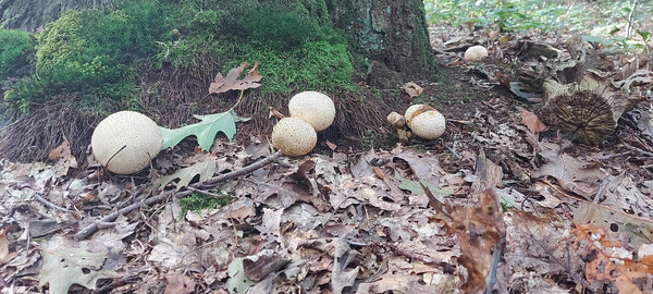 Speuren naar paddenstoelen op landgoed Mariëndaal in Velp