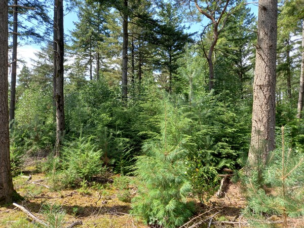 Boswerkzaamheden Boswachterij Sint Anthonis