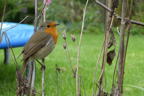 Meer natuur in je tuin