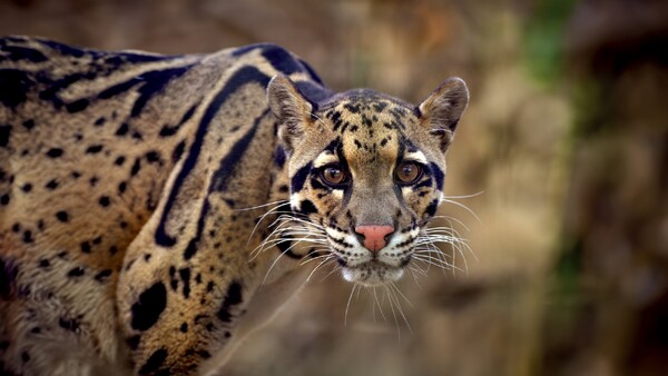 ZooParc Overloon bouwt verblijf voor nieuwe diersoort: nevelpanters