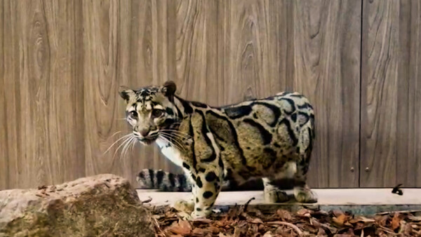 Eerste nevelpanter gearriveerd in gloednieuw verblijf ZooParc Overloon