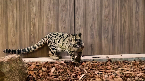 Eerste nevelpanter gearriveerd in gloednieuw verblijf ZooParc Overloon