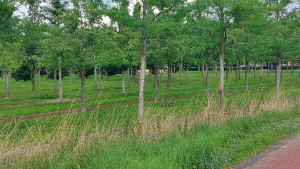 Koeien ontsnapt in Vianen