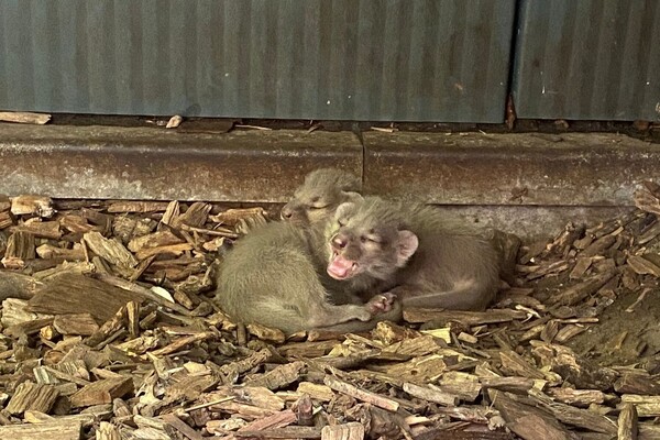 Beschuit met muisjes in ZooParc Overloon: twee fossa's geboren