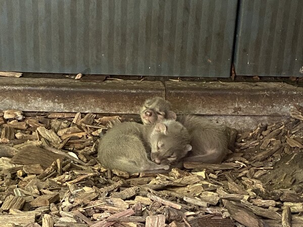 Beschuit met muisjes in ZooParc Overloon: twee fossa's geboren