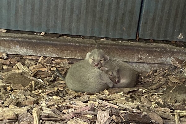 Beschuit met muisjes in ZooParc Overloon: twee fossa's geboren