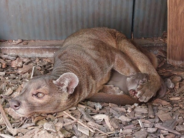 Beschuit met muisjes in ZooParc Overloon: twee fossa's geboren