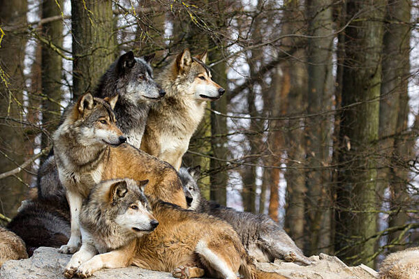 Natuurkenner Erik Koffeman spreekt bij Cicero over de opkomst van de wolf