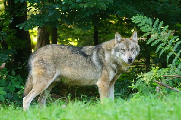 IVN Grave houdt lezing over de wolf in Brabant