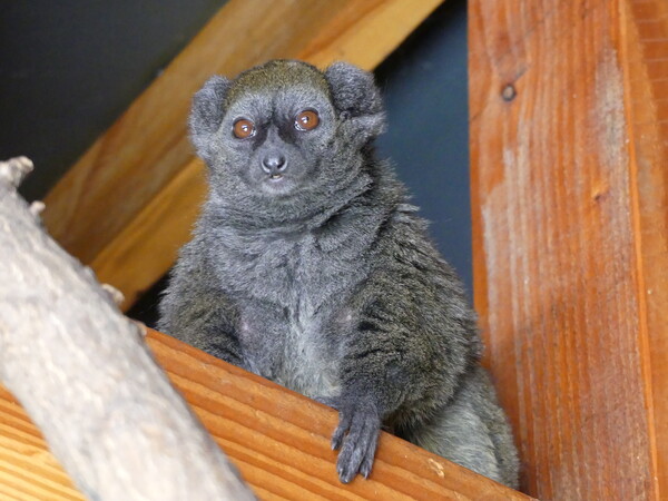 ZooParc verwelkomt nieuwe apen