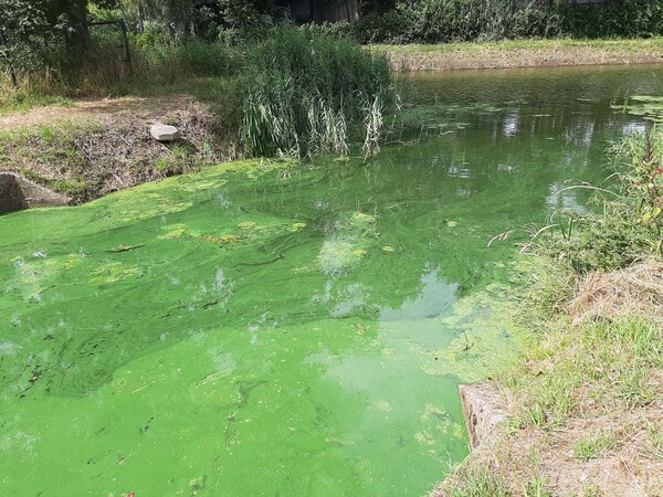 Op steeds meer locaties blauwalg