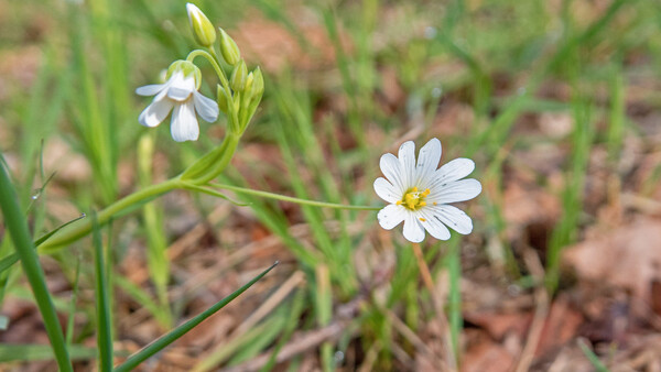 Cursus Wilde planten herkennen bij natuurvereniging IVN Grave