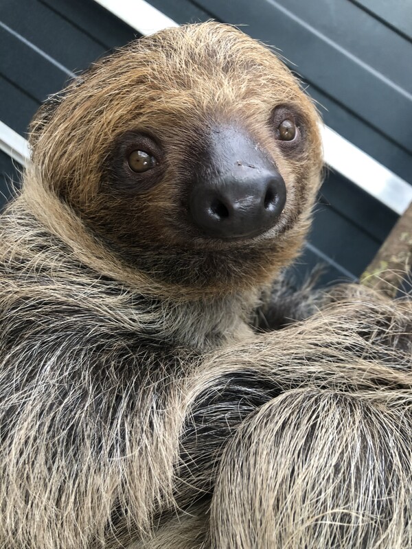 ZooParc Overloon verwelkomt tamandua en luiaard