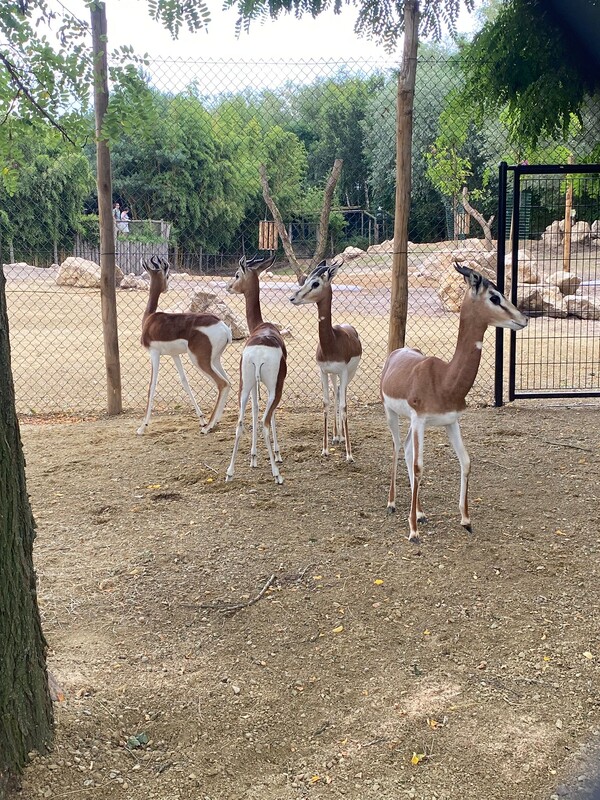 Zeldzame vrouwelijke mhorrgazelles te zien in ZooParc