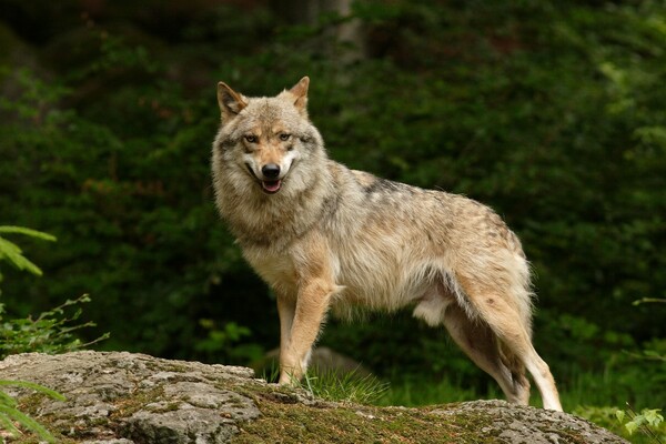 Update: Wolf gespot in het Land van Cuijk, eerste reactie van expert