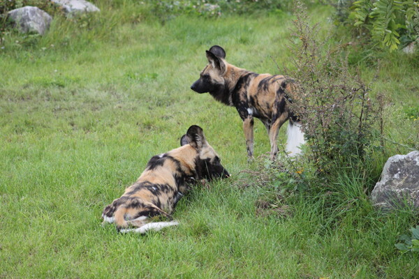 Vrijwilligers in ZooParc halen 26.000 euro op voor Afrikaanse wildlife