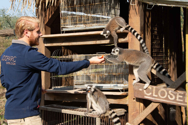 ZooParc biedt bezoekers bijzondere kans: word een dag dierenverzorger