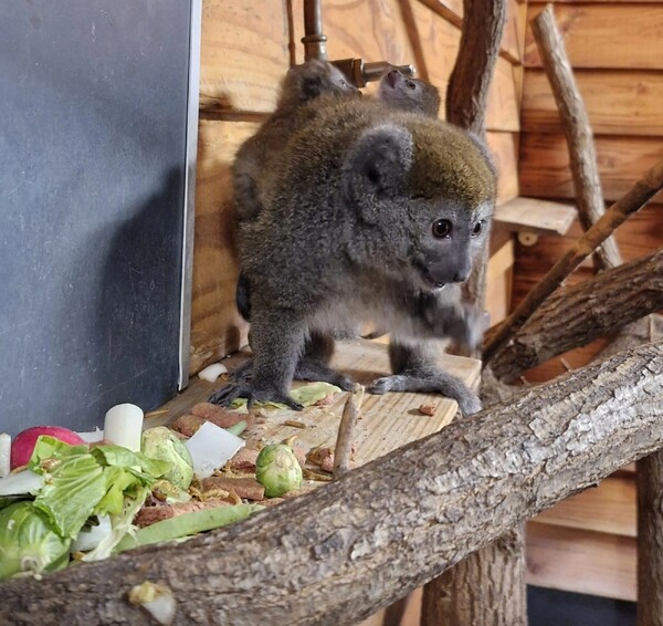 foto: ZooParc Overloon