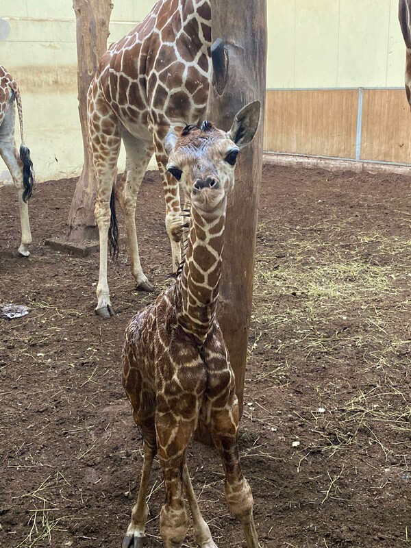 Primeur voor ZooParc Overloon: in natuur bedreigde netgiraffe geboren