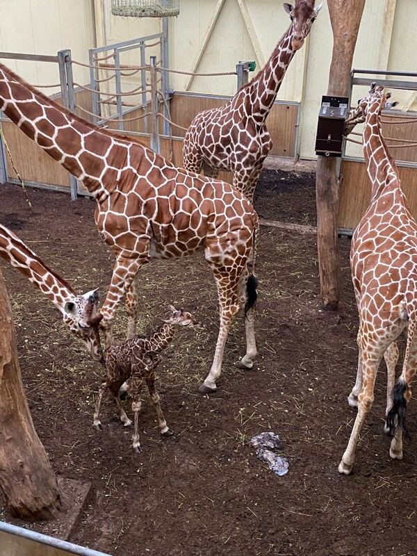 Primeur voor ZooParc Overloon: in natuur bedreigde netgiraffe geboren