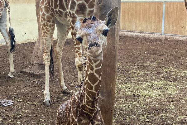 Primeur voor ZooParc Overloon: in natuur bedreigde netgiraffe geboren