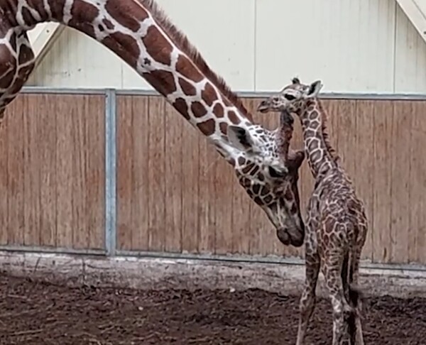 Primeur voor ZooParc Overloon: in natuur bedreigde netgiraffe geboren