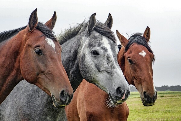 Paarden in bewaring genomen door LID - eigenaren ontstemd