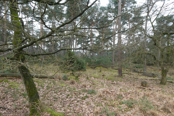 Herfst op de Molenheide