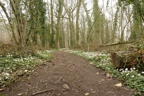 IVN De Maasvallei organiseert bosanemonenwandeling in Vierlingsbeek