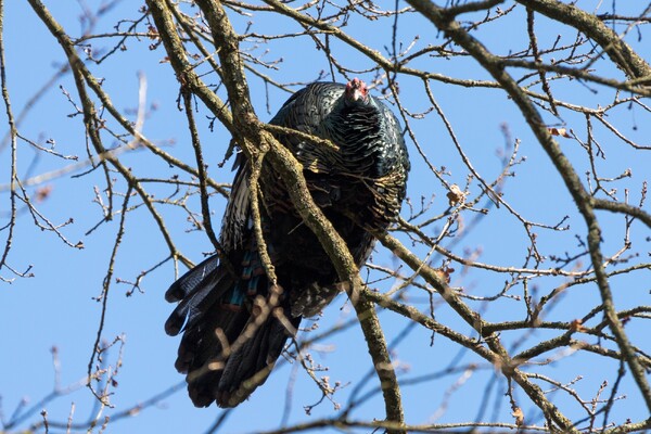 [Update] Brandweer red wilde kalkoen uit boom in Overloon