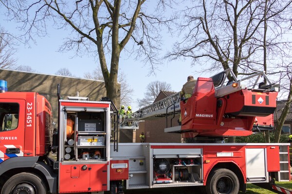 [Update] Brandweer red wilde kalkoen uit boom in Overloon