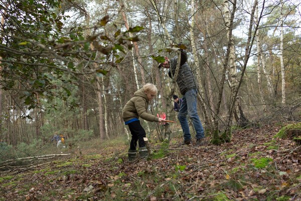 Bosgroep en Scouting verwijderen opschot van dennen en andere boompjes jaarlijkse Natuurwerkdag in Overloon