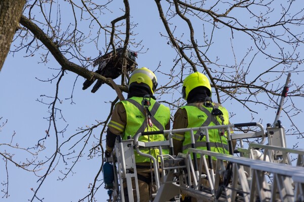 [Update] Brandweer red wilde kalkoen uit boom in Overloon