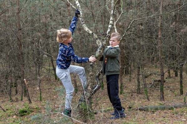 Bosgroep en Scouting verwijderen opschot van dennen en andere boompjes jaarlijkse Natuurwerkdag in Overloon