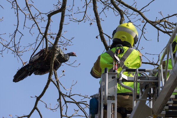 [Update] Brandweer red wilde kalkoen uit boom in Overloon