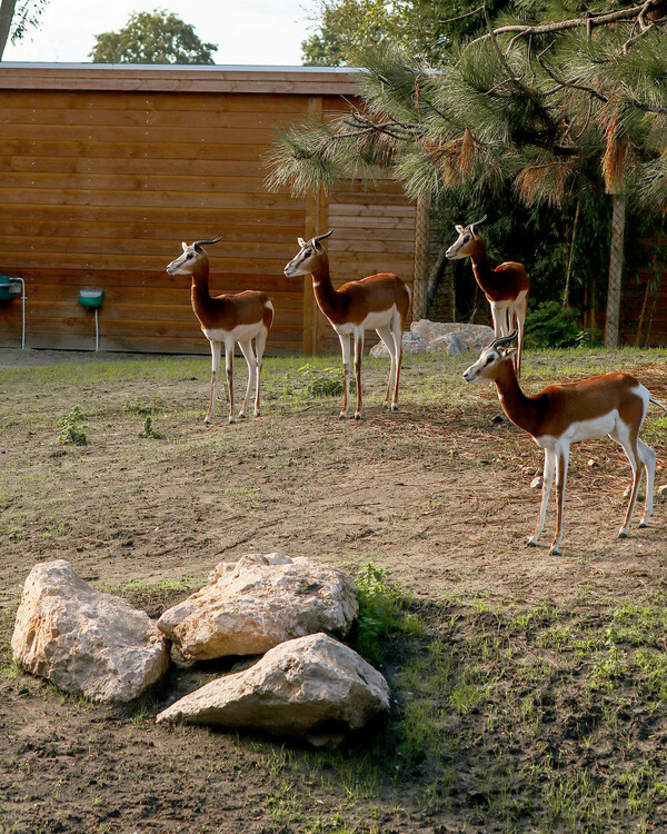 Vrijwilligers in ZooParc halen 26.000 euro op voor Afrikaanse wildlife