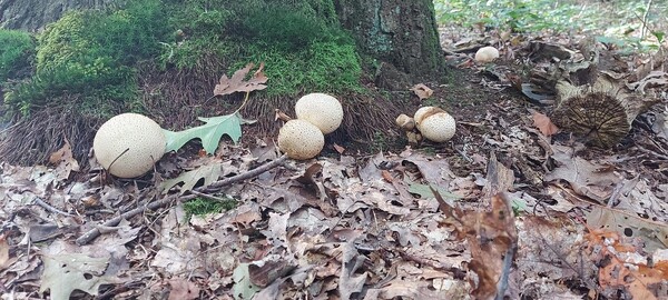 Speuren naar paddenstoelen op landgoed Mariëndael in Velp