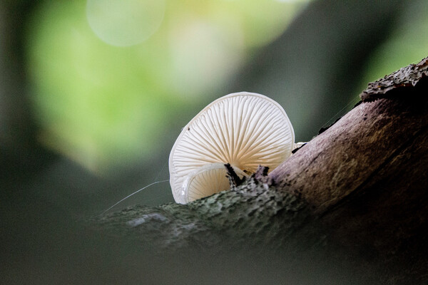 Speuren naar paddenstoelen op landgoed Mariëndael in Velp