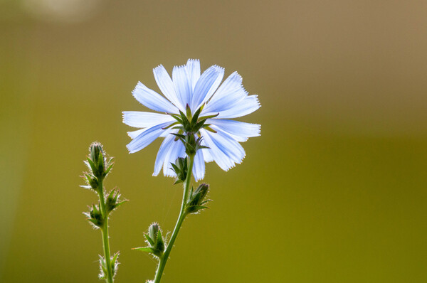 Lezing over meer biodiversiteit op onze dijken