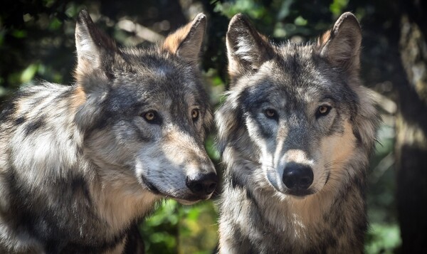 Update: Wolf gespot in het Land van Cuijk, eerste reactie van expert