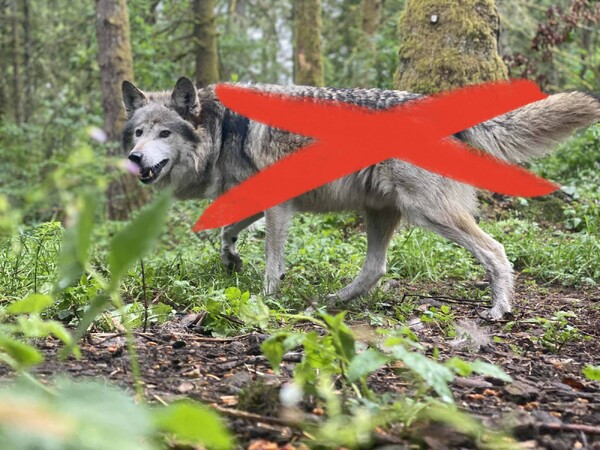 Foto: Wolfhaven.org