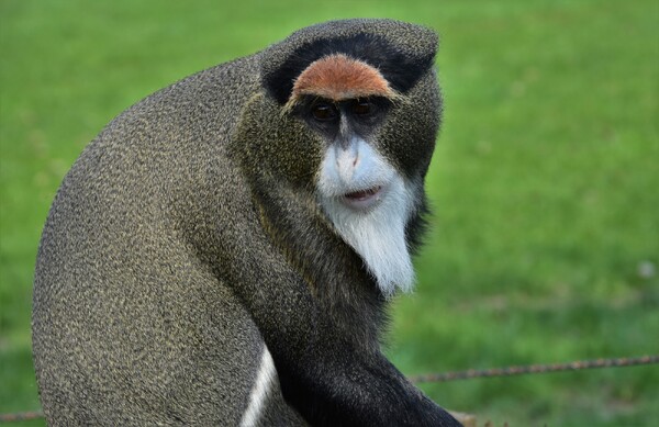 Afbeelding: ZooParc Overloon