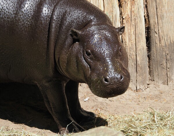 Afbeelding: ZooParc Overloon