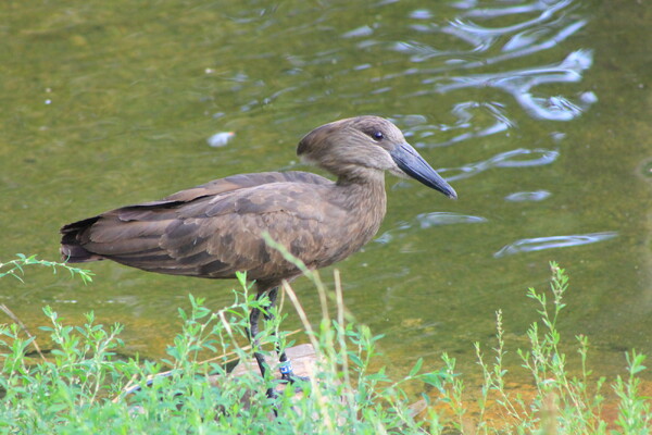 Afbeelding: ZooParc Overloon